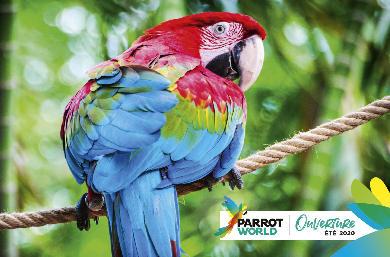 Parrot World Perroquet Crecy Web